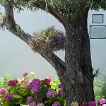 Eraclea